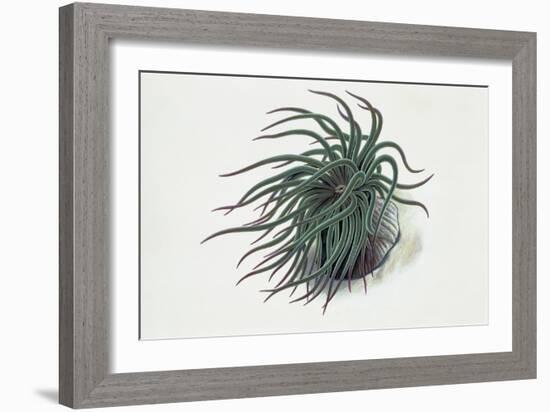 Close-Up of a Sea Anemone (Anemonia Sulcata)-null-Framed Giclee Print