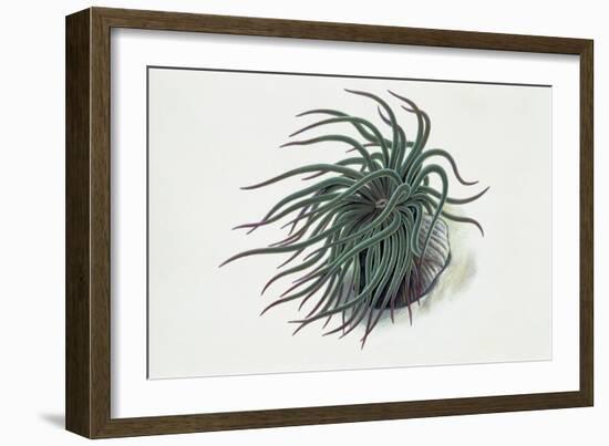 Close-Up of a Sea Anemone (Anemonia Sulcata)-null-Framed Giclee Print