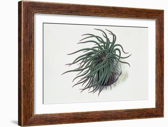 Close-Up of a Sea Anemone (Anemonia Sulcata)-null-Framed Giclee Print