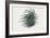 Close-Up of a Sea Anemone (Anemonia Sulcata)-null-Framed Giclee Print