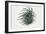 Close-Up of a Sea Anemone (Anemonia Sulcata)-null-Framed Giclee Print