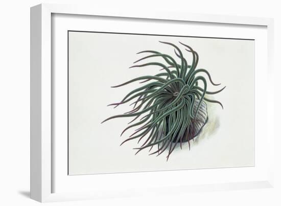 Close-Up of a Sea Anemone (Anemonia Sulcata)-null-Framed Giclee Print