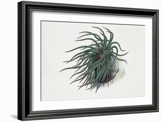 Close-Up of a Sea Anemone (Anemonia Sulcata)-null-Framed Giclee Print