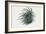 Close-Up of a Sea Anemone (Anemonia Sulcata)-null-Framed Giclee Print