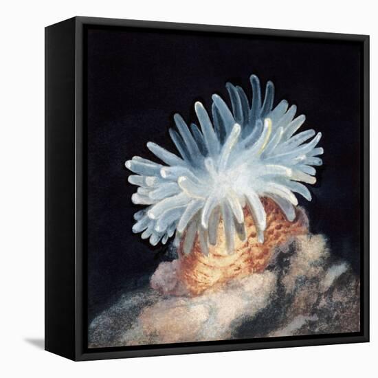 Close-Up of a Sea Anemone-null-Framed Premier Image Canvas