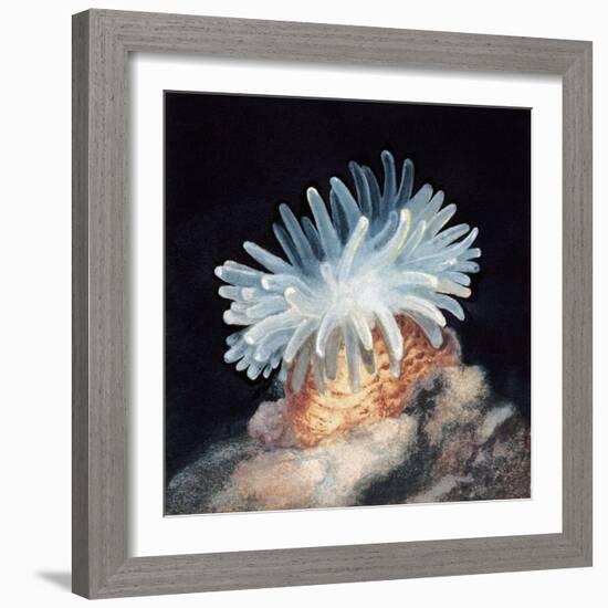 Close-Up of a Sea Anemone-null-Framed Giclee Print