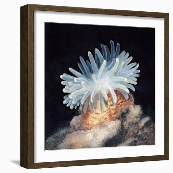 Close-Up of a Sea Anemone-null-Framed Giclee Print