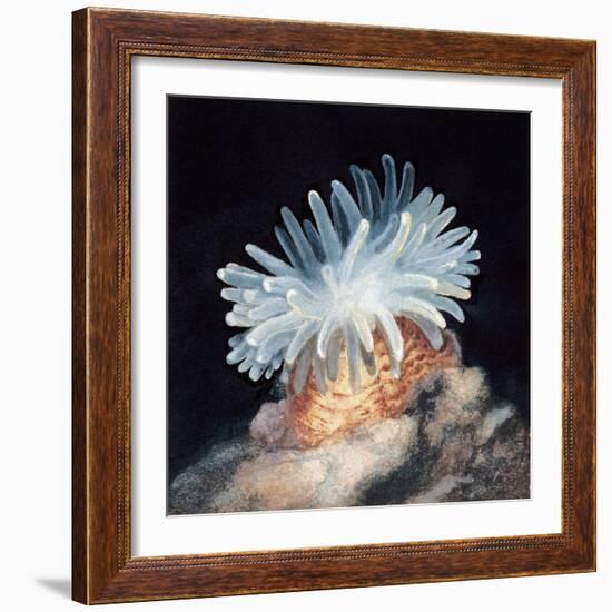 Close-Up of a Sea Anemone-null-Framed Giclee Print