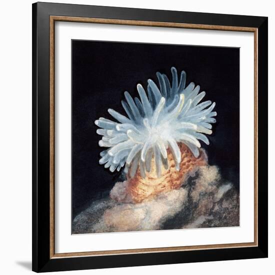 Close-Up of a Sea Anemone-null-Framed Giclee Print