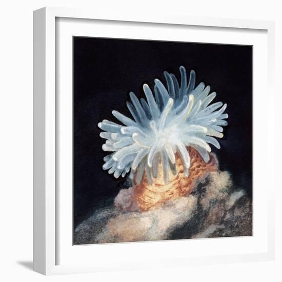 Close-Up of a Sea Anemone-null-Framed Giclee Print