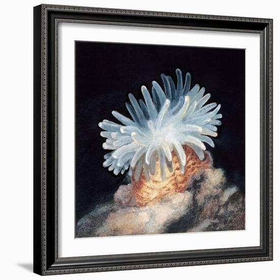 Close-Up of a Sea Anemone-null-Framed Giclee Print