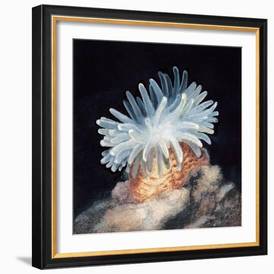 Close-Up of a Sea Anemone-null-Framed Giclee Print