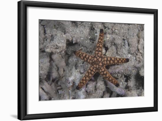 Close-Up of a Sea Star, Beqa Lagoon Fiji-Stocktrek Images-Framed Photographic Print