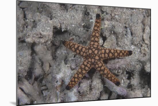 Close-Up of a Sea Star, Beqa Lagoon Fiji-Stocktrek Images-Mounted Photographic Print