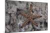 Close-Up of a Sea Star, Beqa Lagoon Fiji-Stocktrek Images-Mounted Photographic Print