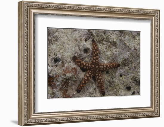 Close-Up of a Sea Star, Beqa Lagoon Fiji-Stocktrek Images-Framed Photographic Print