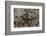 Close-Up of a Sea Star, Beqa Lagoon Fiji-Stocktrek Images-Framed Photographic Print