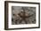 Close-Up of a Sea Star, Beqa Lagoon Fiji-Stocktrek Images-Framed Photographic Print