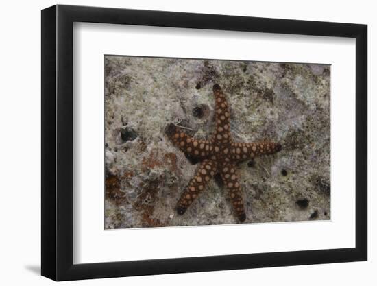 Close-Up of a Sea Star, Beqa Lagoon Fiji-Stocktrek Images-Framed Photographic Print