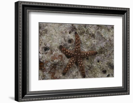 Close-Up of a Sea Star, Beqa Lagoon Fiji-Stocktrek Images-Framed Photographic Print