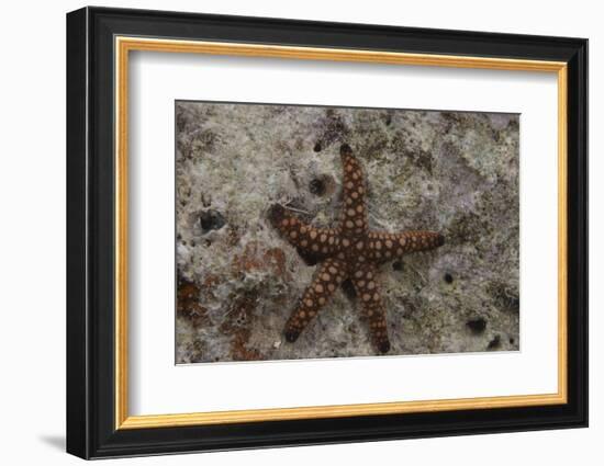 Close-Up of a Sea Star, Beqa Lagoon Fiji-Stocktrek Images-Framed Photographic Print