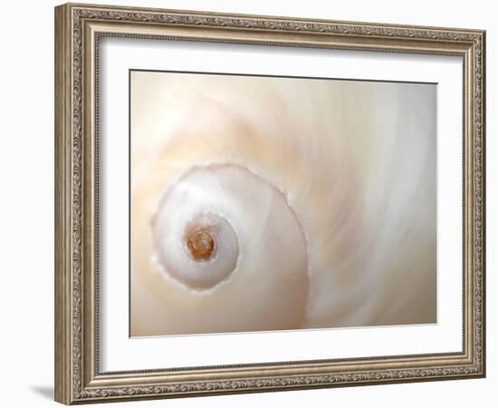 Close Up of a Shell-Nadia Isakova-Framed Photographic Print