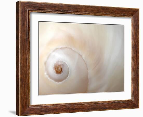 Close Up of a Shell-Nadia Isakova-Framed Photographic Print