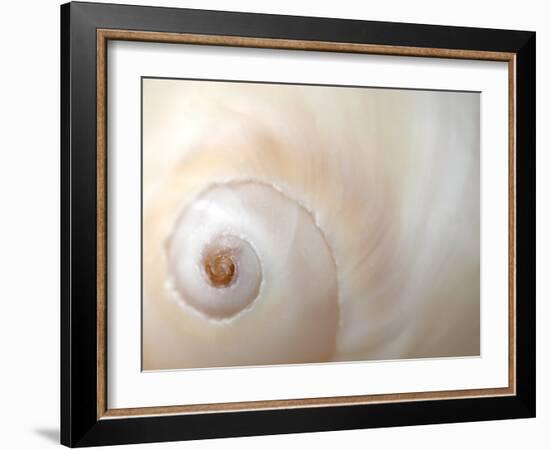 Close Up of a Shell-Nadia Isakova-Framed Photographic Print