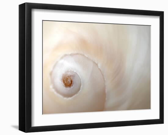 Close Up of a Shell-Nadia Isakova-Framed Photographic Print