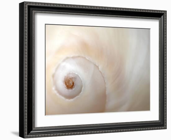 Close Up of a Shell-Nadia Isakova-Framed Photographic Print