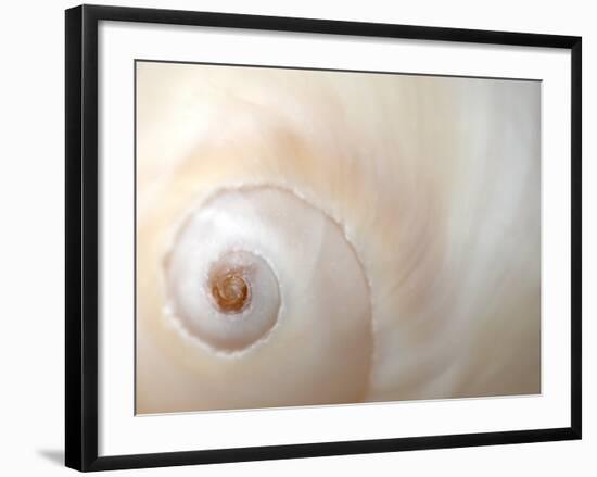 Close Up of a Shell-Nadia Isakova-Framed Photographic Print