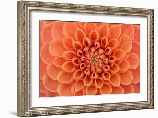 Close-Up of a Single Dahlia Bloom-Ruth Black-Framed Photographic Print