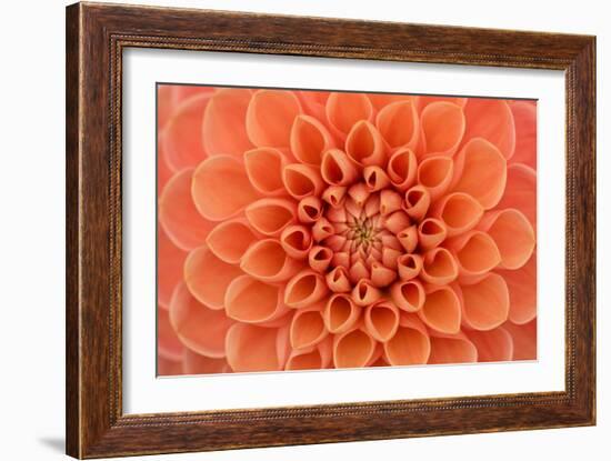 Close-Up of a Single Dahlia Bloom-Ruth Black-Framed Photographic Print