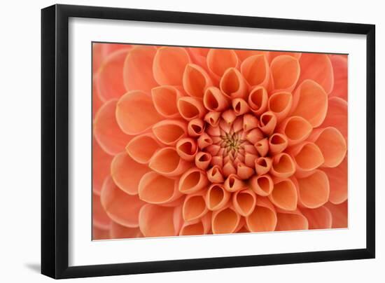 Close-Up of a Single Dahlia Bloom-Ruth Black-Framed Photographic Print