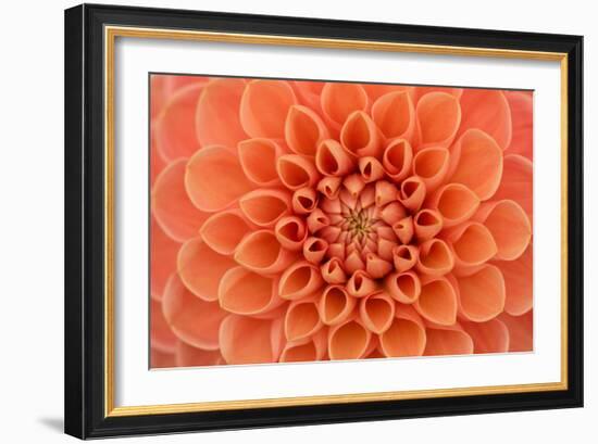 Close-Up of a Single Dahlia Bloom-Ruth Black-Framed Photographic Print