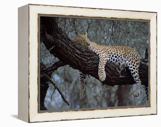 Close-Up of a Single Leopard, Asleep in a Tree, Kruger National Park, South Africa-Paul Allen-Framed Premier Image Canvas