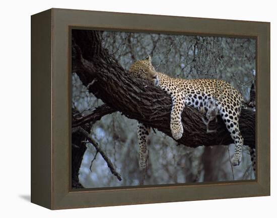 Close-Up of a Single Leopard, Asleep in a Tree, Kruger National Park, South Africa-Paul Allen-Framed Premier Image Canvas