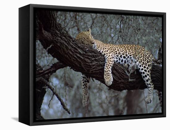 Close-Up of a Single Leopard, Asleep in a Tree, Kruger National Park, South Africa-Paul Allen-Framed Premier Image Canvas