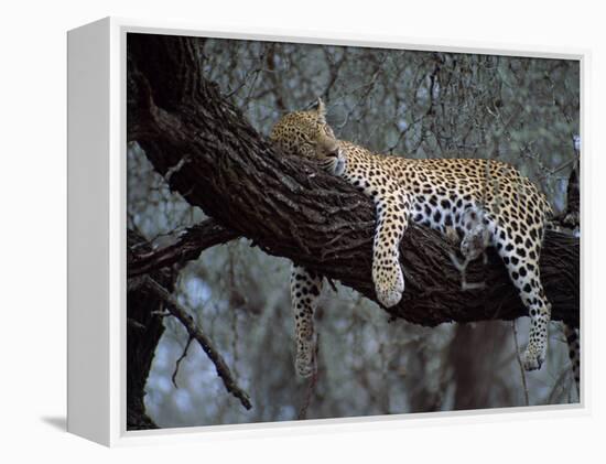 Close-Up of a Single Leopard, Asleep in a Tree, Kruger National Park, South Africa-Paul Allen-Framed Premier Image Canvas