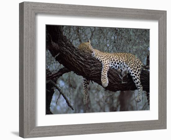 Close-Up of a Single Leopard, Asleep in a Tree, Kruger National Park, South Africa-Paul Allen-Framed Photographic Print