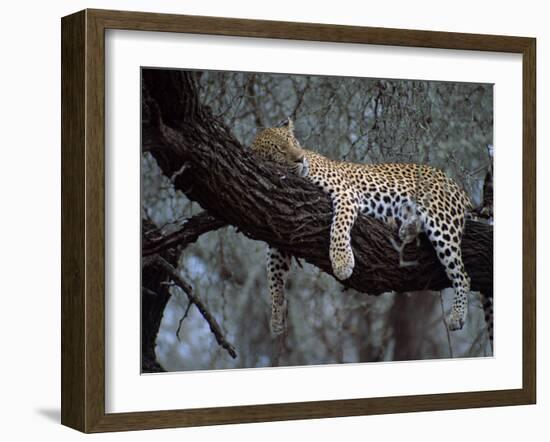 Close-Up of a Single Leopard, Asleep in a Tree, Kruger National Park, South Africa-Paul Allen-Framed Photographic Print