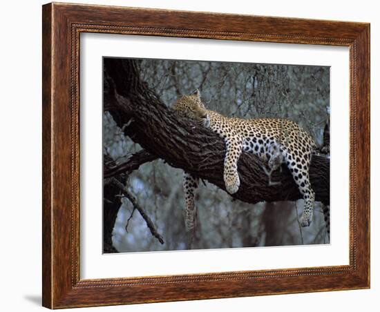 Close-Up of a Single Leopard, Asleep in a Tree, Kruger National Park, South Africa-Paul Allen-Framed Photographic Print