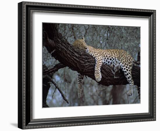 Close-Up of a Single Leopard, Asleep in a Tree, Kruger National Park, South Africa-Paul Allen-Framed Photographic Print