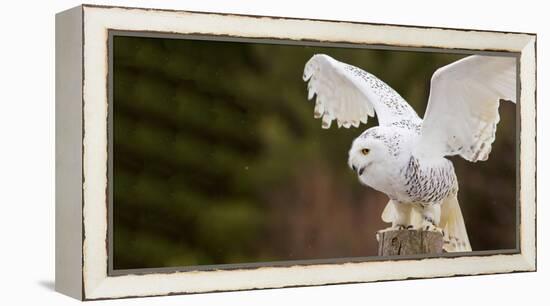 Close-Up of a Snowy Owl (Bubo Scandiacus) Prepare for Takeoff-null-Framed Premier Image Canvas