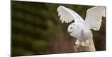 Premium Photographic Print