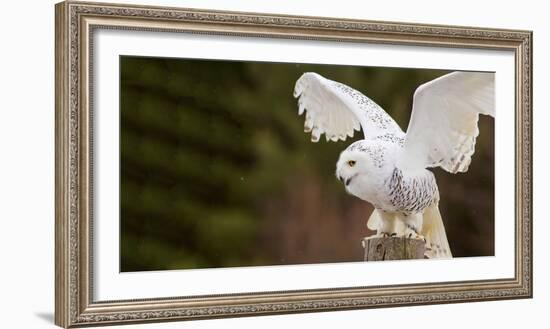 Close-Up of a Snowy Owl (Bubo Scandiacus) Prepare for Takeoff-null-Framed Photographic Print