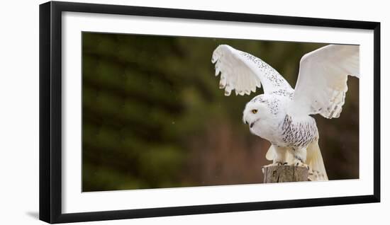 Close-Up of a Snowy Owl (Bubo Scandiacus) Prepare for Takeoff-null-Framed Photographic Print