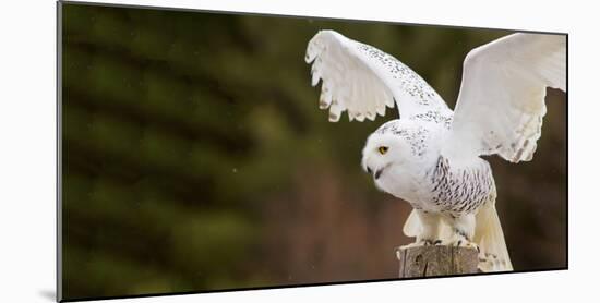 Close-Up of a Snowy Owl (Bubo Scandiacus) Prepare for Takeoff-null-Mounted Photographic Print