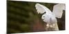 Close-Up of a Snowy Owl (Bubo Scandiacus) Prepare for Takeoff-null-Mounted Photographic Print