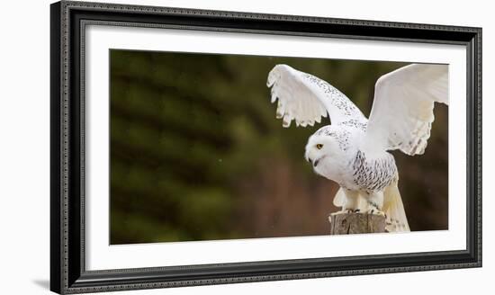 Close-Up of a Snowy Owl (Bubo Scandiacus) Prepare for Takeoff-null-Framed Photographic Print